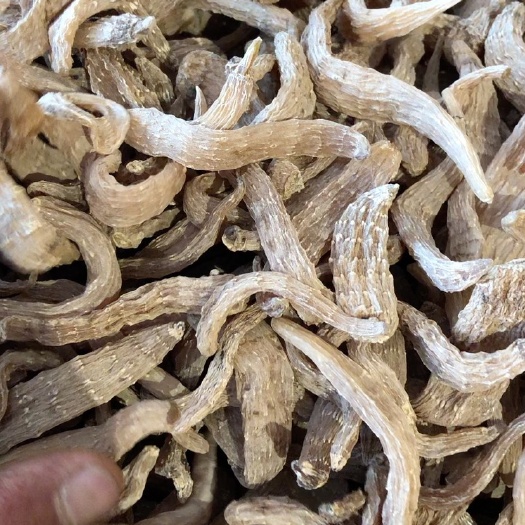 辉南县长白山地区本地林下天麻，微甜不苦。