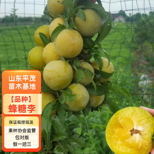 平邑县蜂糖李子苗 嫁接李子树苗 蜂糖李品种纯正
