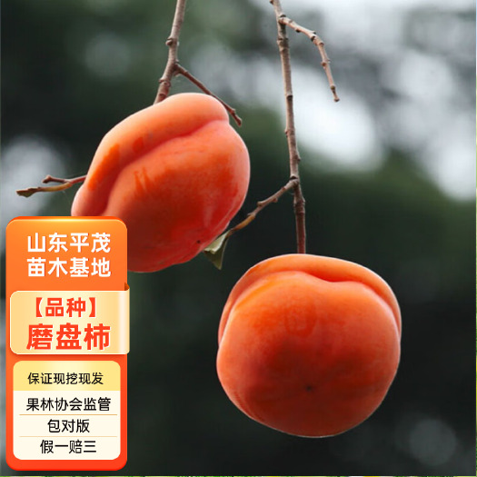 平邑县磨盘柿子苗 嫁接柿子树苗  品种纯正 现挖现发