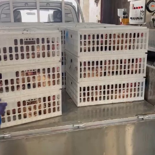 阳信县好品质蛋鸡  干净卫生 价格低