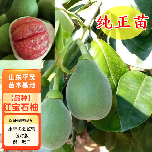 平邑县泰国红宝石青柚苗 柚子苗 泰国原装正版母本嫁接