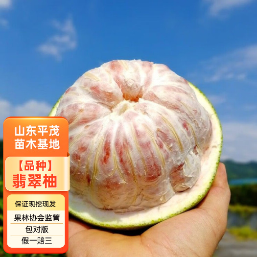 平邑县越南翡翠青柚苗 原装正版母本嫁接 柚子苗