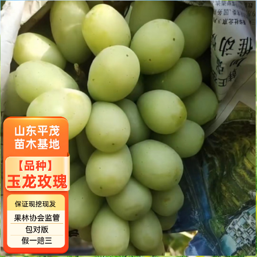 平邑县秋天清脆葡萄苗 玉龙玫瑰葡5BB 3309m保证品种对版