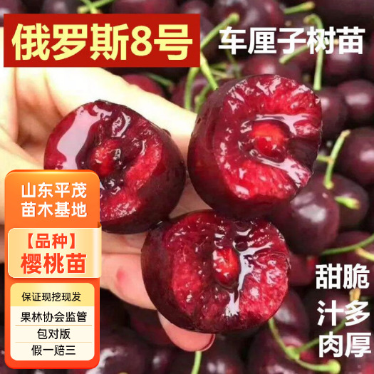 平邑县嫁接车厘子樱桃苗 耐寒俄罗斯8号樱桃苗 签约保真 死苗补