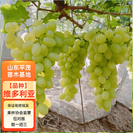 平邑县维多利亚葡萄树苗 嫁接维多利亚葡萄苗 拒绝假苗 基地直发