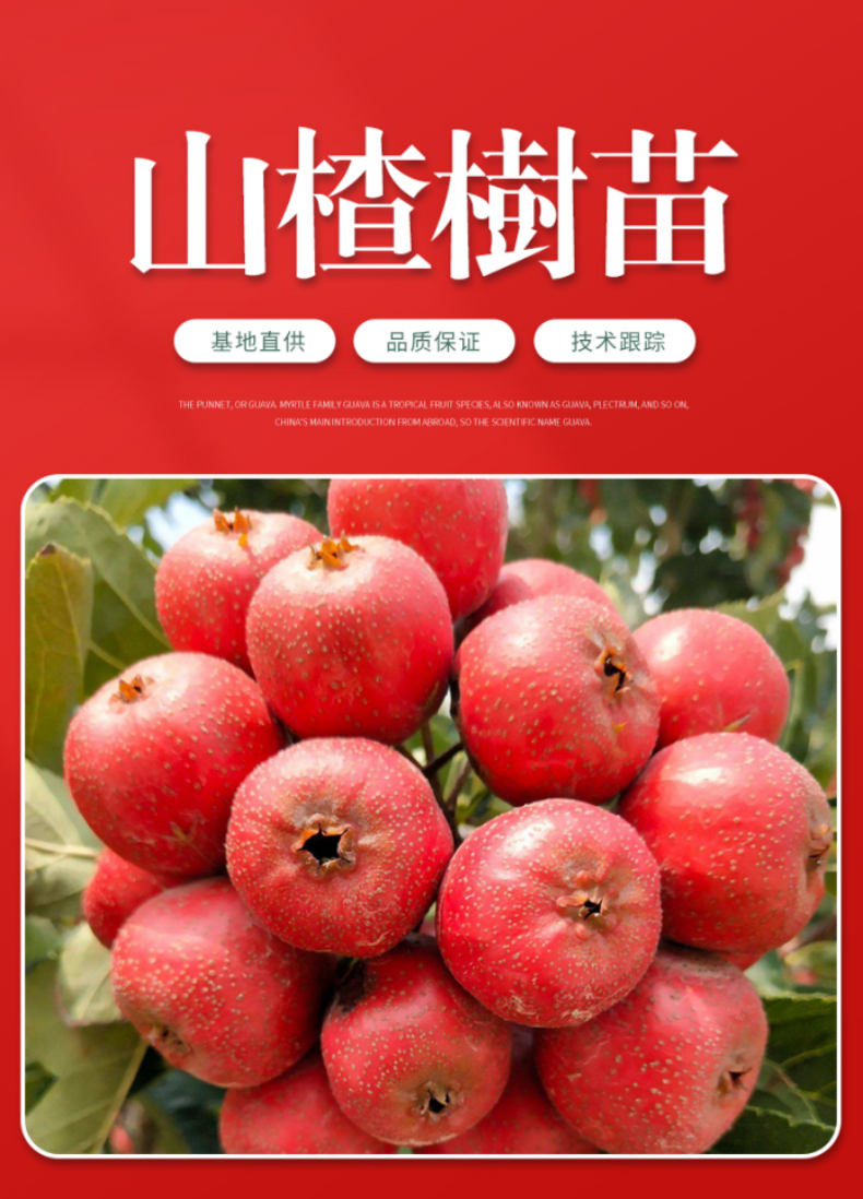 山楂树苗 甜红子山楂苗 现挖现发 合同发货