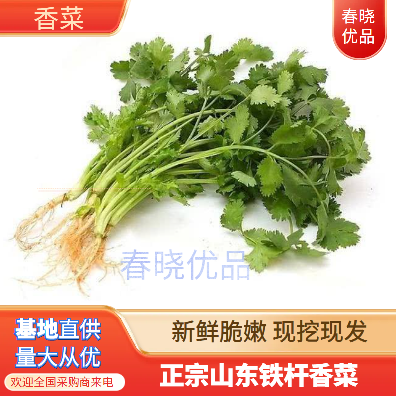 沂水县山东香菜，铁杆青香菜，精挑细选量大从优