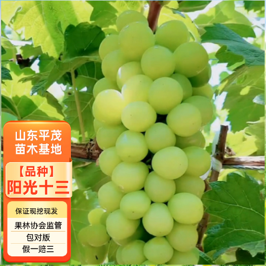 平邑县阳光十三葡萄苗 5BB 3309m 品种保证对版 拒绝假苗