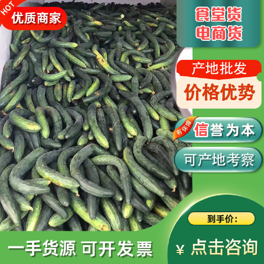 徐闻县【食堂货】密刺黄瓜 电商 湛江徐闻 青瓜 产地直发