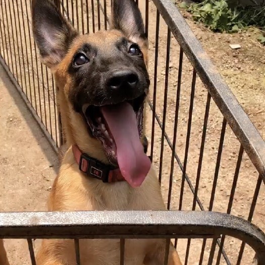 菏泽马犬。罗威纳犬。杜宾犬。德牧犬