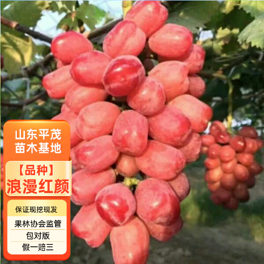 平邑县嫁接浪漫红颜葡萄苗 浪漫红颜葡萄苗 杜绝假苗保证品种对版