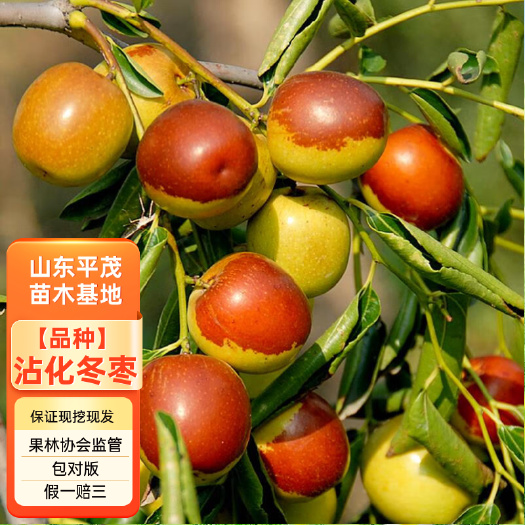 平邑县矮化冬枣苗 鸡蛋冬枣苗 嫁接三代沾化枣树苗 品种对版