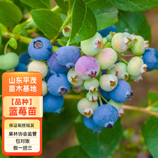 平邑县蓝莓苗 兔眼薄雾南高丛蓝莓苗 盆栽地栽 带土基地直发