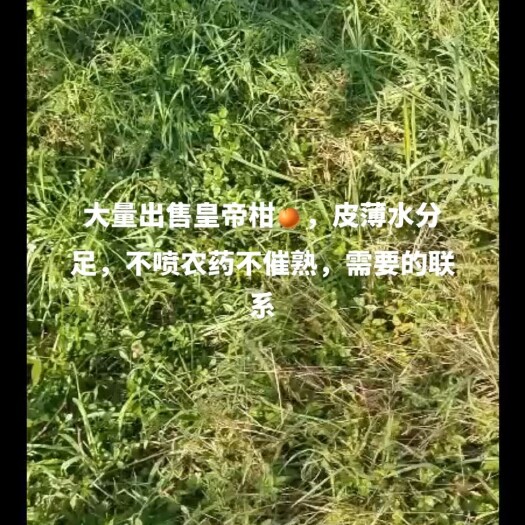 长沙橘子柑子，皇帝柑