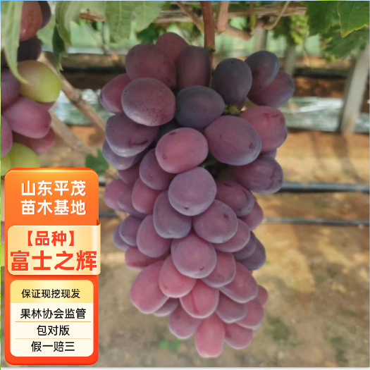 平邑县富士之辉葡萄苗 黑色阳光玫瑰葡萄苗 5BB 3309M砧木