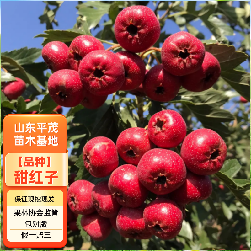 山楂树苗 甜红子山楂苗 现挖现发 合同发货