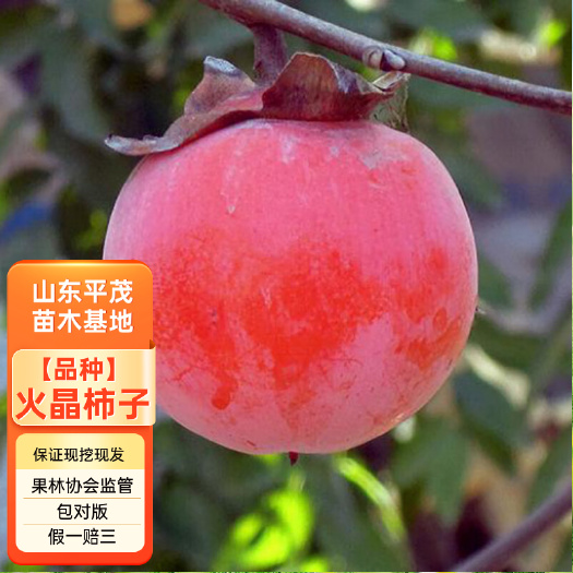 平邑县火晶柿子苗  优质嫁接柿子苗 自然脱涩 基地保湿发货