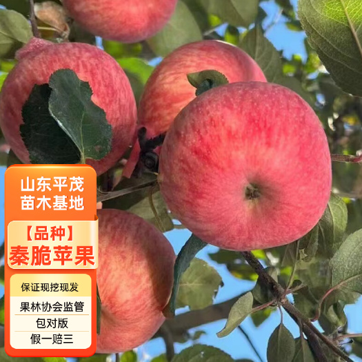 秦脆苹果树苗 秦脆苹果苗M9-T337Z砧木 基地发货
