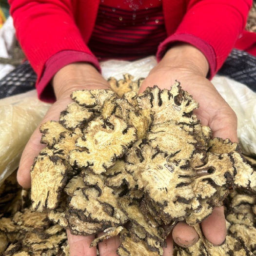 彭州市【川芎产地发货】优质含油高四川彭州敖平镇高品质好货产地直销