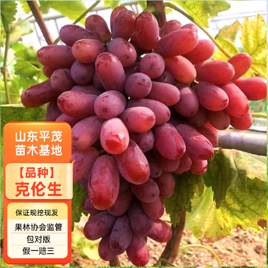 平邑县克伦生葡萄苗红提葡萄树苗 拒绝假苗 合同发货