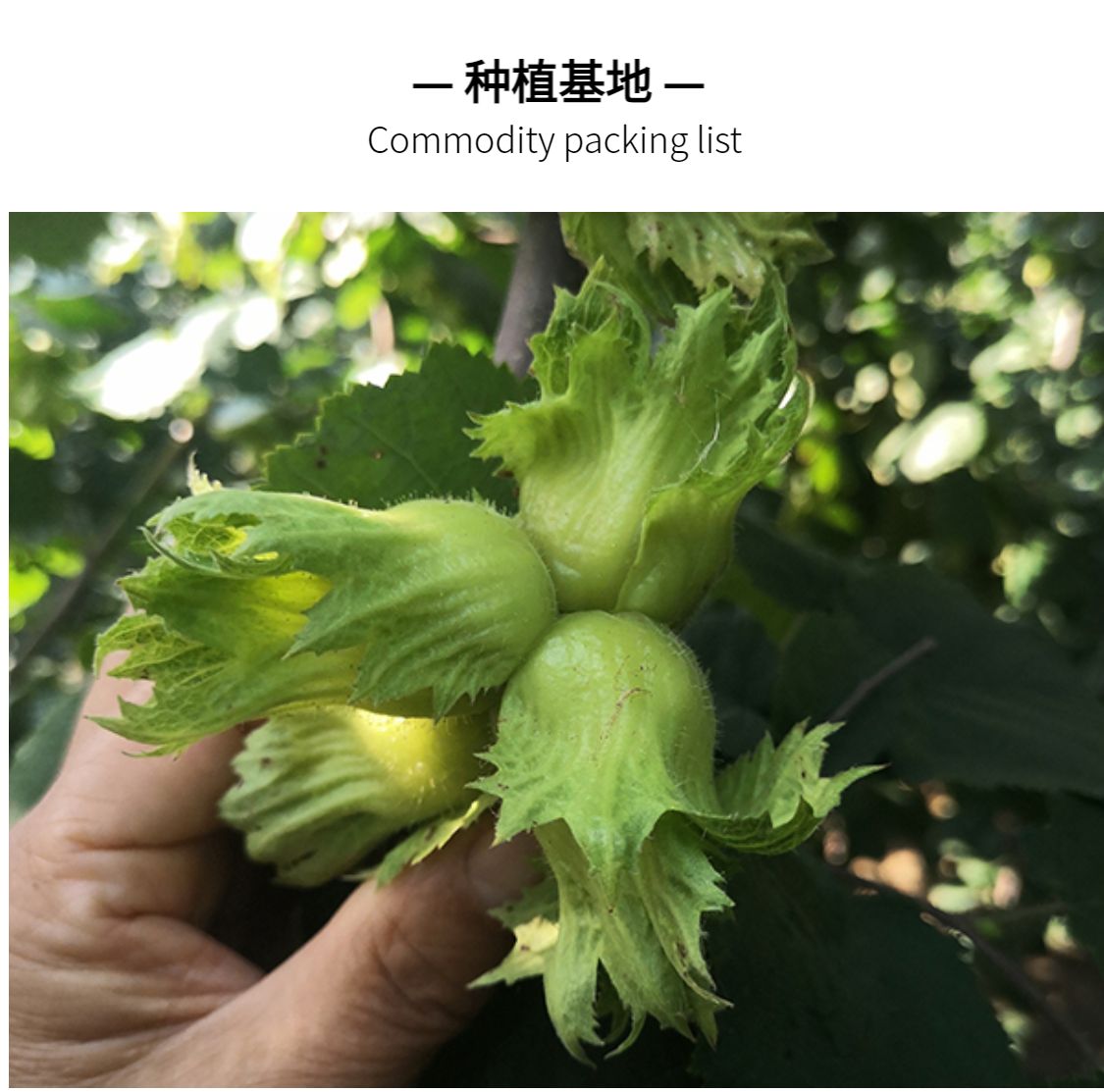 东北开口大榛子果450g个大饱满原味清香酥脆薄皮手剥即食坚果