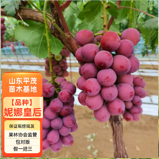 平邑县妮娜皇后葡萄苗 妮娜女皇 5BB 3309m砧木 带合同发货