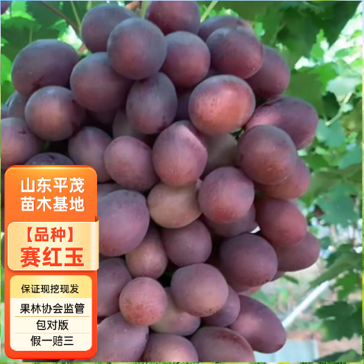 平邑县赛红玉葡萄苗  红提葡萄树苗 拒绝假苗 合同发货