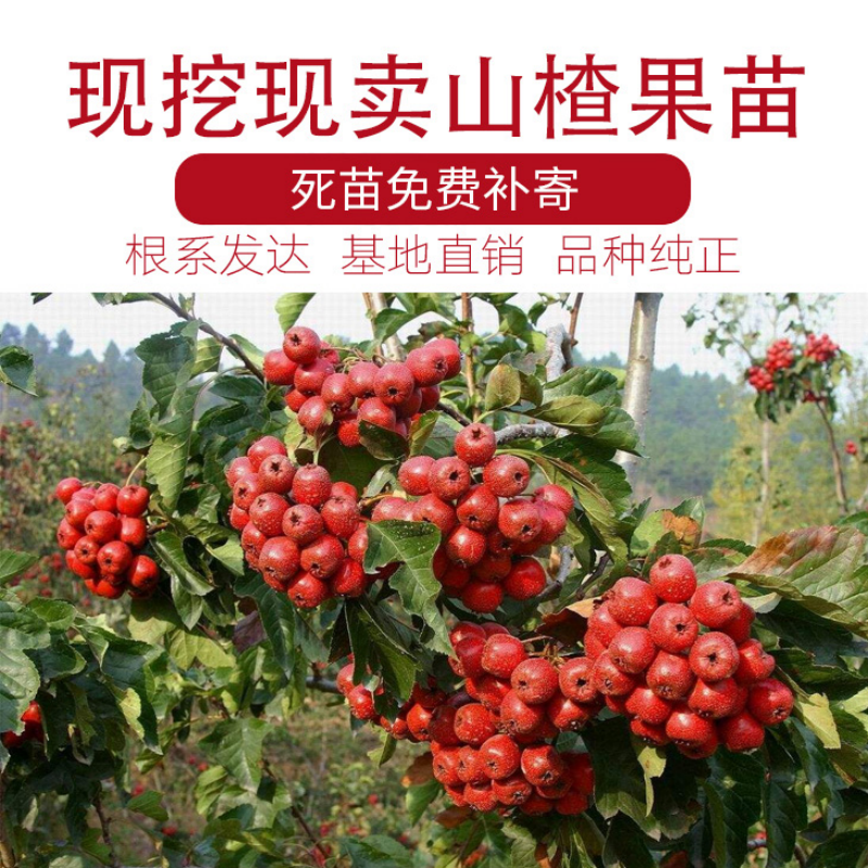 山楂树苗 甜红子山楂苗 现挖现发 合同发货