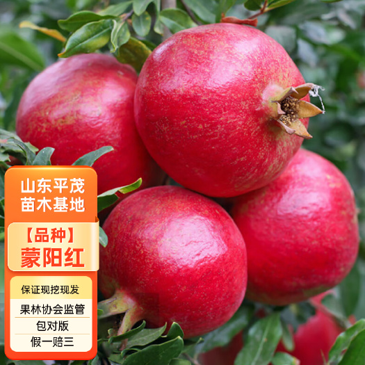 平邑县蒙阳红石榴苗 蒙阳红大石榴树苗 合同发货