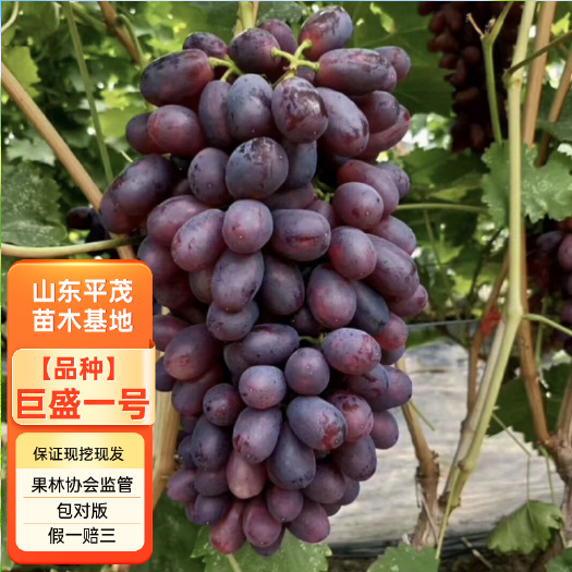 平邑县嫁接巨盛一号葡萄苗南北方种植拒绝假苗