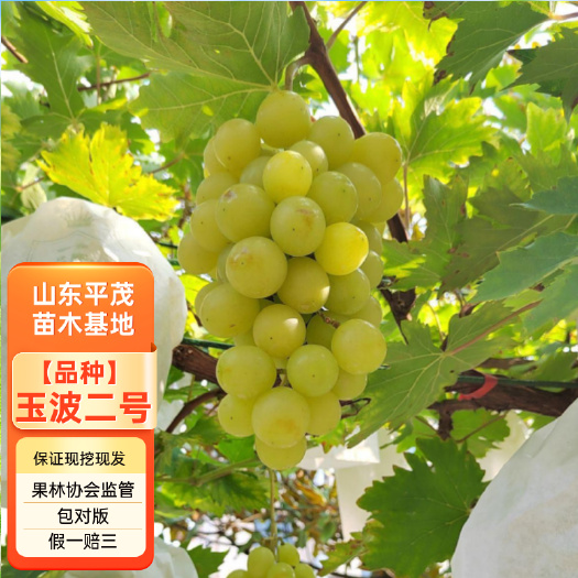 平邑县玉波二号葡萄树苗 嫁接玉波二号葡萄苗 拒绝假苗