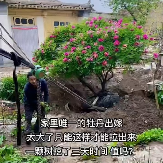 康乐县牡丹