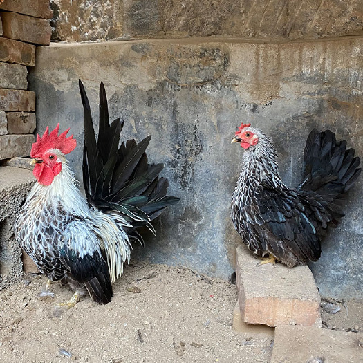 嘉祥县成年黑银矮脚观赏鸡 育种种鸡 脱温鸡苗 新鲜种蛋