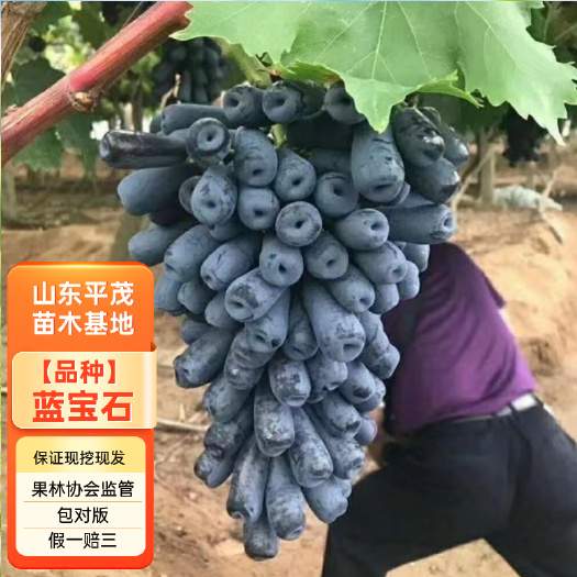 平邑县嫁接甜蜜蓝宝石葡萄苗 蓝宝石葡萄树苗 拒绝假苗 带合同发货