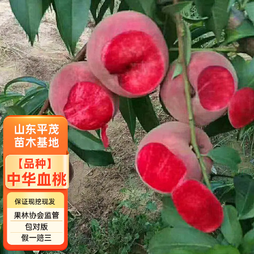 平邑县嫁接紫肉血桃苗中华血桃 胭脂红 血桃桃树苗 品种保真