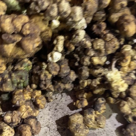 南宁黄精新鲜上货，几十年老精品，有图有真相
