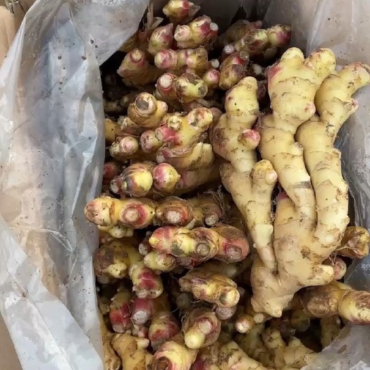 沂水县面姜  生姜批发价格 大黄姜 小黄姜 大量批发