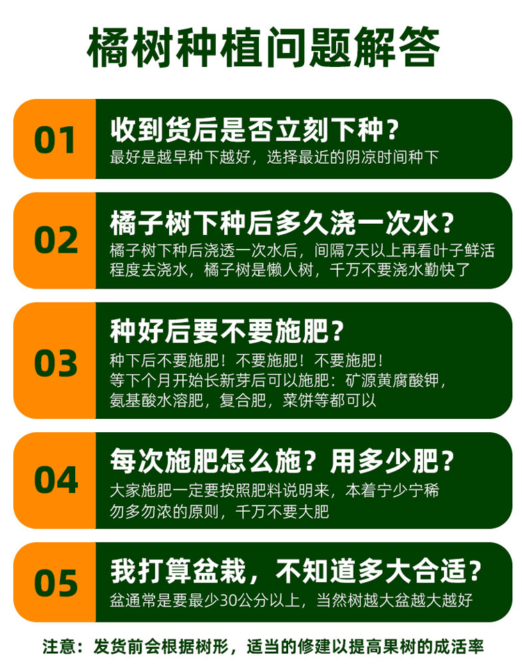 皇帝柑树苗嫁接果苗南方种植贡柑盆栽水果柑橘树苗当年结果