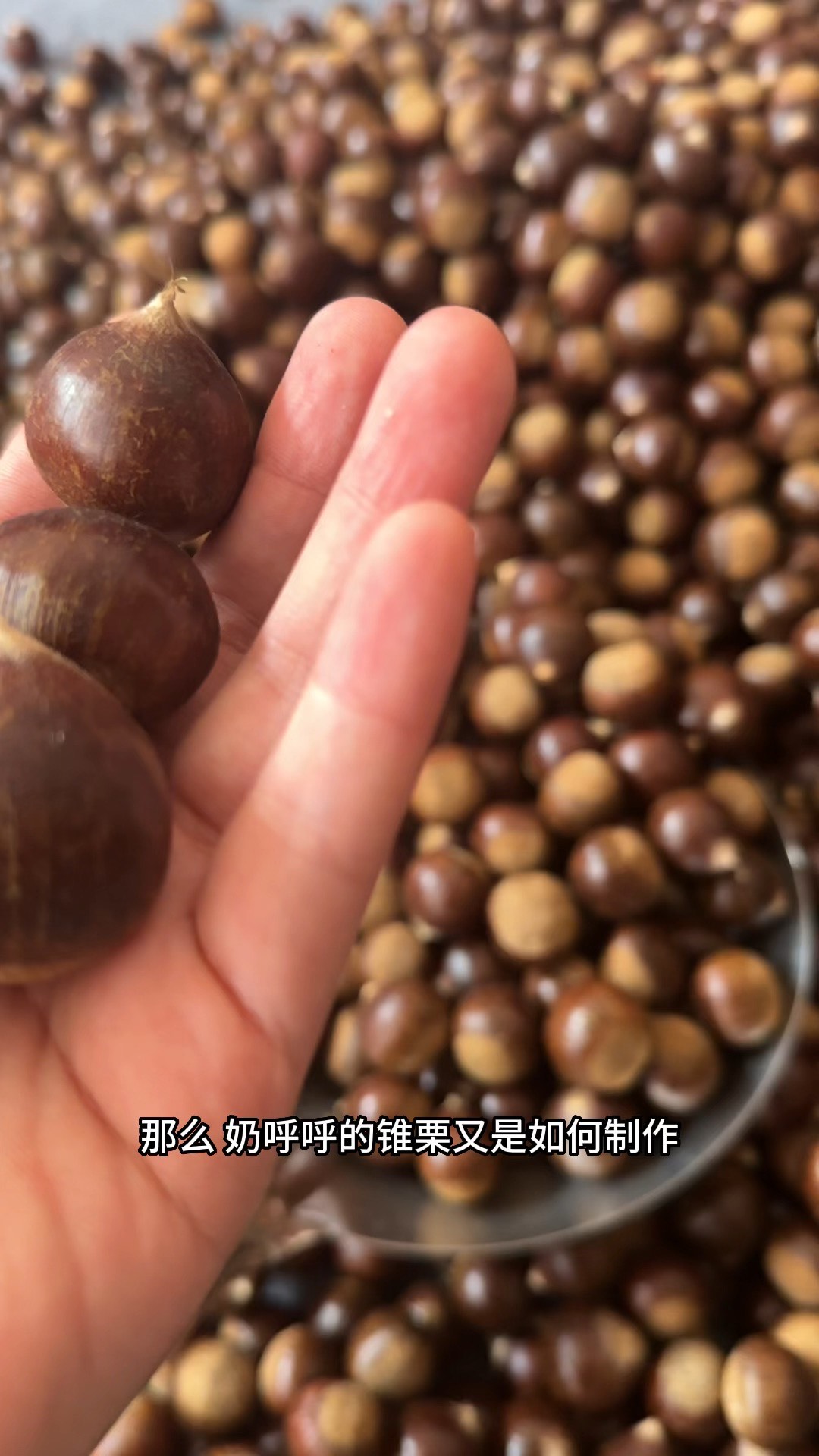 福建特产 高山老树锥栗 品质保证 现货供应