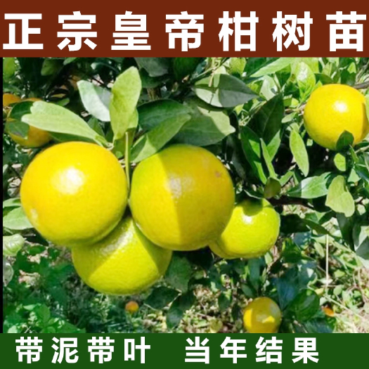 平邑县皇帝柑树苗嫁接果苗南方种植贡柑盆栽水果柑橘树苗当年结果