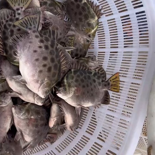 金鼓鱼大量供货