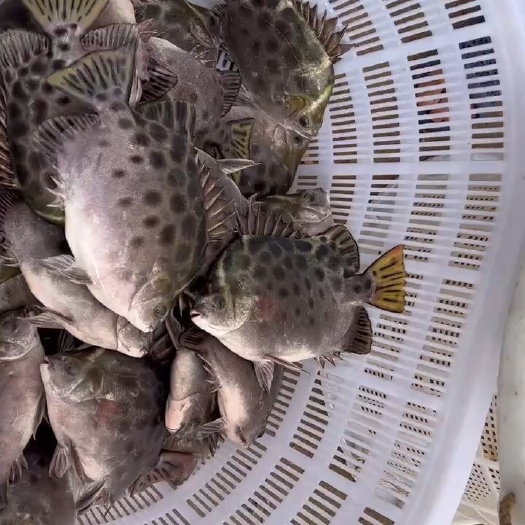 徐闻县金鼓鱼大量供货
