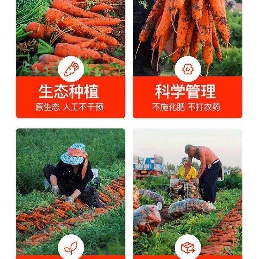 惠州基地红萝卜大量上市.欢迎批发2吨起，量大从优。