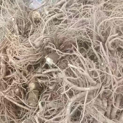 甘洛县当归