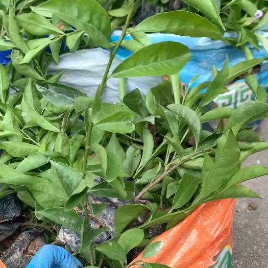 双色茉莉 福建漳州基地直发 双色茉莉