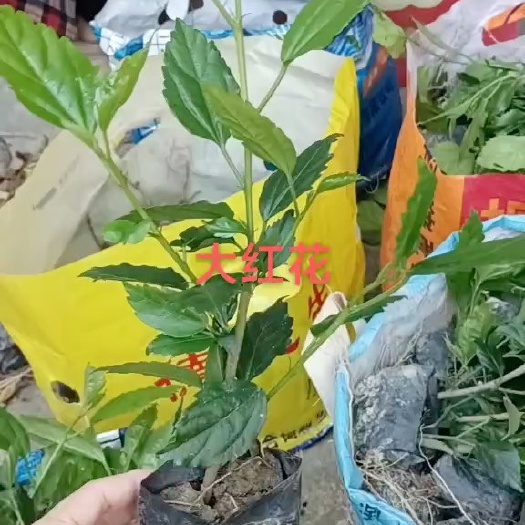 漳浦县扶桑 福建漳州基地直发 扶桑