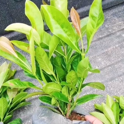 漳浦县宫粉龙船花 福建漳州基地直发 宫粉龙船花