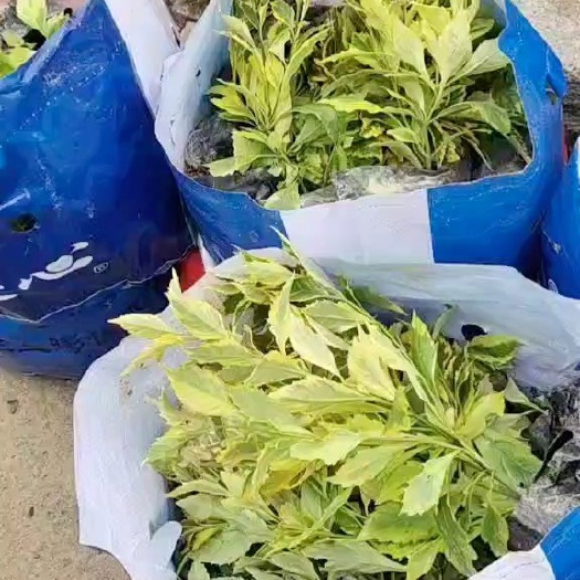 漳浦县金边假连翘 福建漳州基地直发 金边假连翘