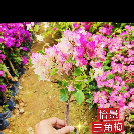 漳浦县三角梅 福建漳州三角梅产地 货源充足 产地直销