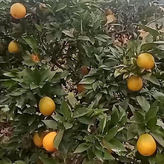 大量供应梨橙鲜果